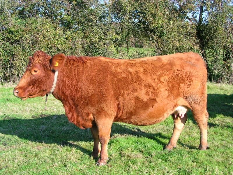 1200px-south_devon_cow-5579973