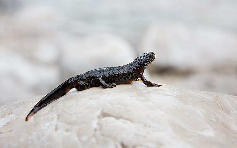 800px-alpenmolch_alpine_newt_triturus_alpestris-5522078