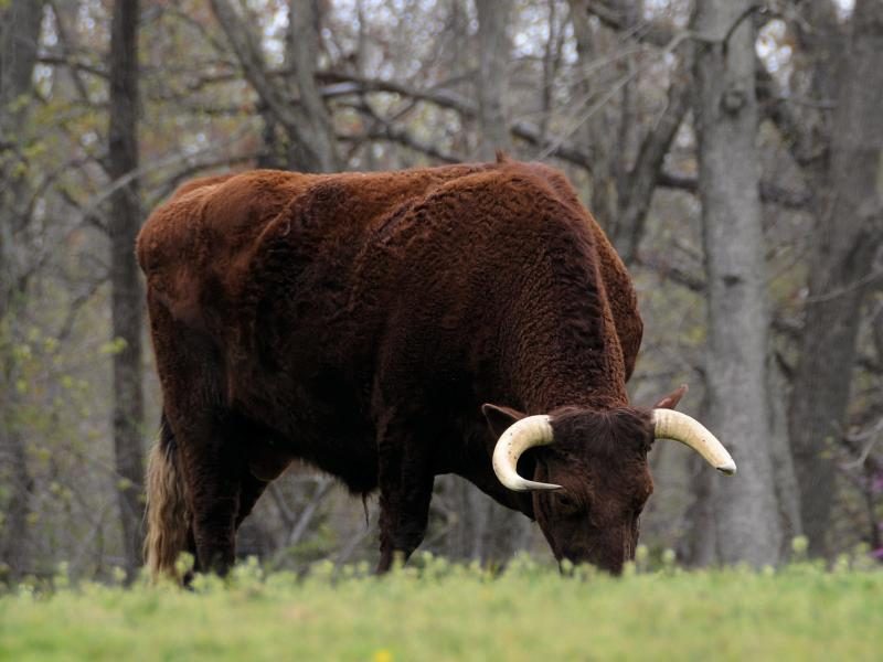 american_milking_devon_bull_at_mt_vernon_28cropped29-6220858