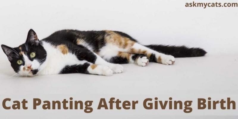 cat-panting-after-giving-birth-1024x512-2949930