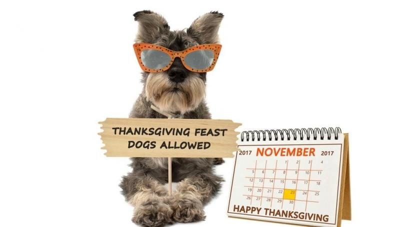 dog-thanksgiving-safety-tips-for-pet-owners-1021x580-8346602