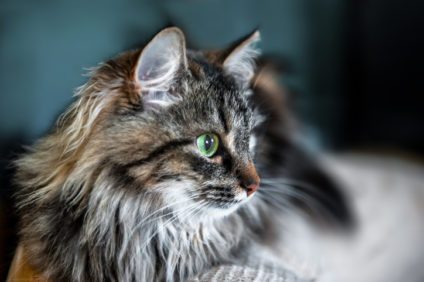 a-portrait-of-the-russian-siberian-cats-close-up-copy-space