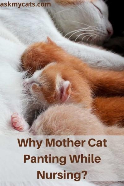 why-mother-cat-panting-while-nursing-683x1024-2609094