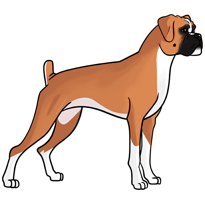 boxer-dog-step-by-step-drawing-tutorial-step-10-8313651