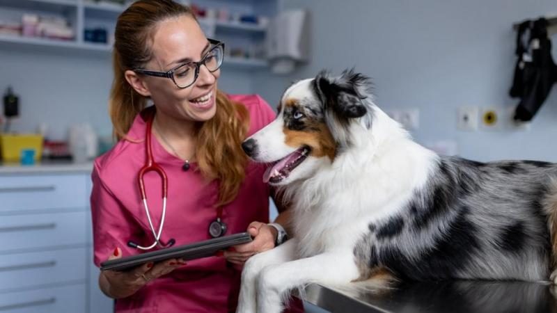 dog-at-veterinarian-8581507