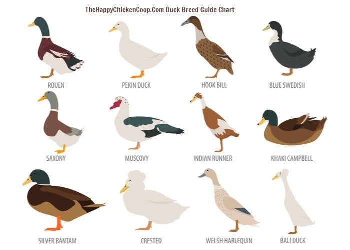 duck-breed-infographic-7309685