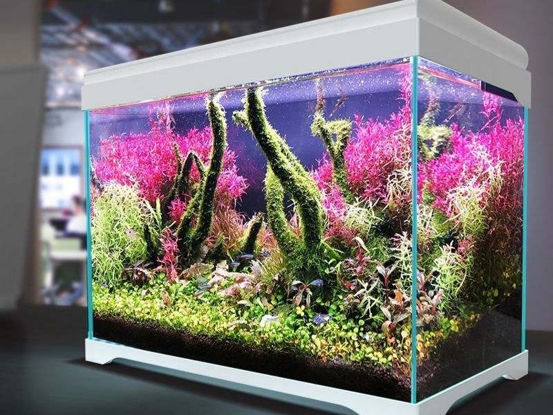 fish-tank-design-ideas-3-1-7215654