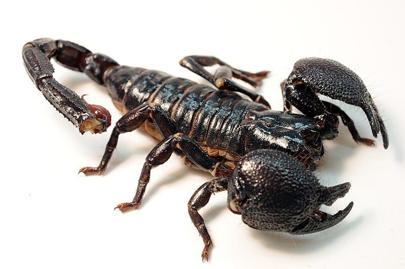800px-female_emperor_scorpion-1085183