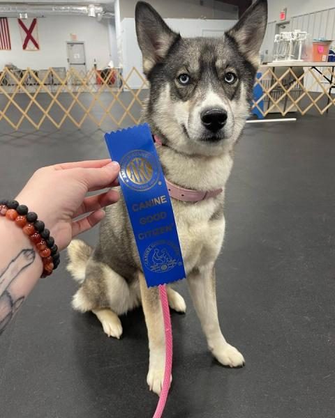 training-huskies-to-be-service-dogs-1828199