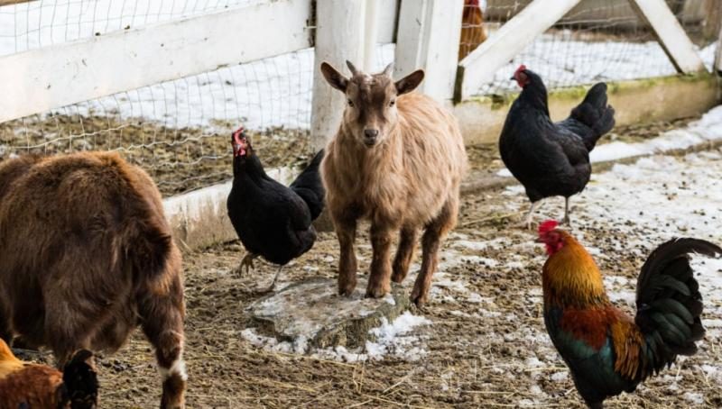 can-goats-and-chickens-live-together-featured-image-3672080