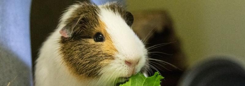 guineapigsrspca28129-6761957