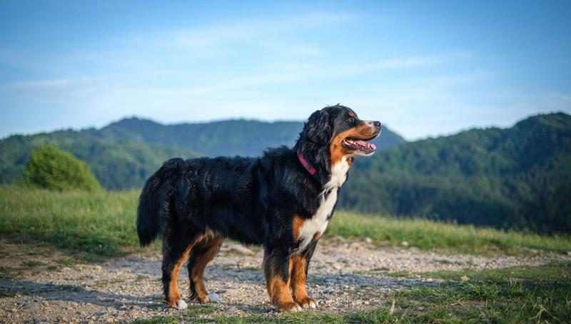 bernese-mountain-dog-featured-image-5985598