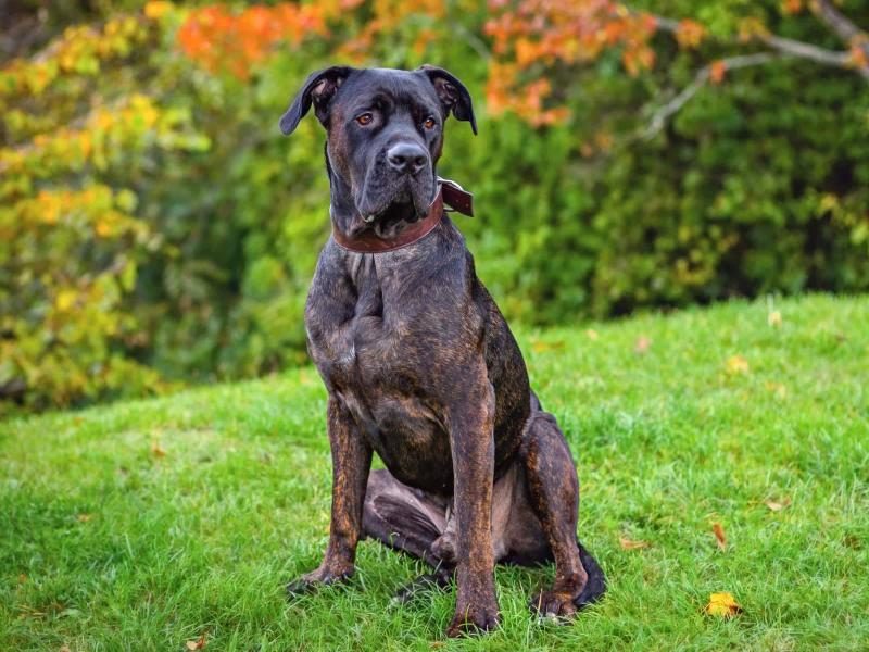 cane-corso-mixes-and-mixed-breeds-with-pictures-2397185