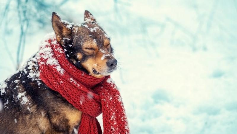 how-to-keep-dogs-warm-in-the-winter-1021x580-5841400