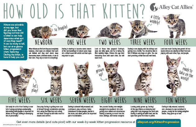 kitten-progression-poster-3295437