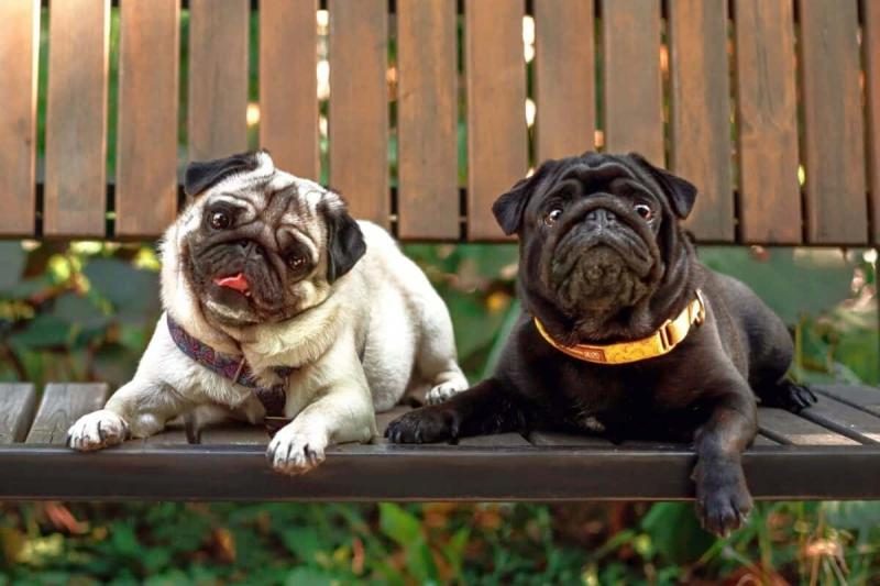 two-pugs-in-different-colors-resting-on-a-bench-1200x800-7377444