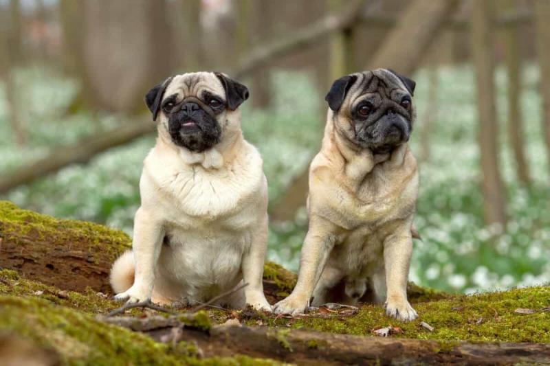 two-pugs-sitting-side-by-side-1200x800-4404570