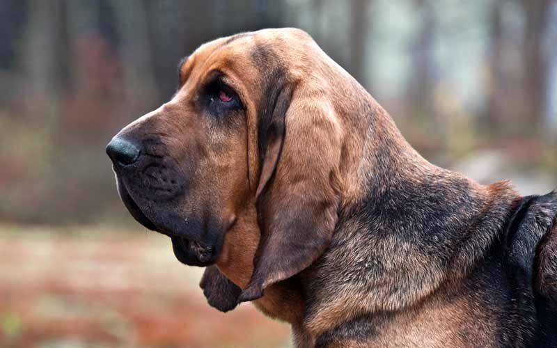 bloodhound-3195092