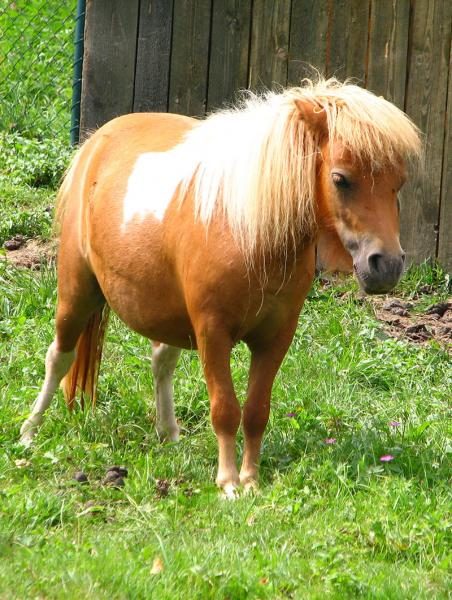 shetland-pony-9020732