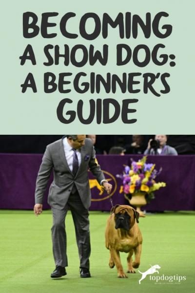 becoming-a-show-dog-a-beginner-s-guide-683x1024-5888060