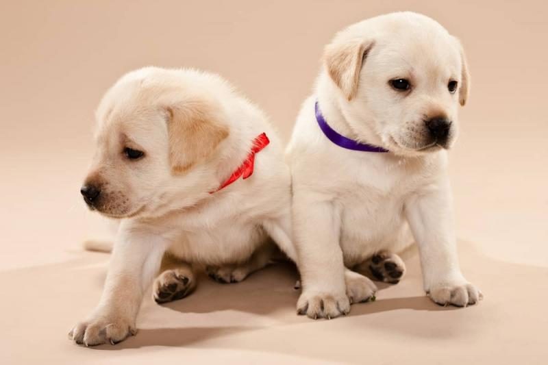 male-and-female-labrador-retriever-puppies-5963047