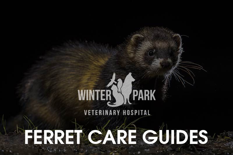 ferret-care-guides-7065760