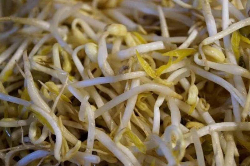 mung-beans-bean-sprouts-seedlings-9938381