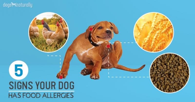 signs-of-allergies-in-dogs-2939748