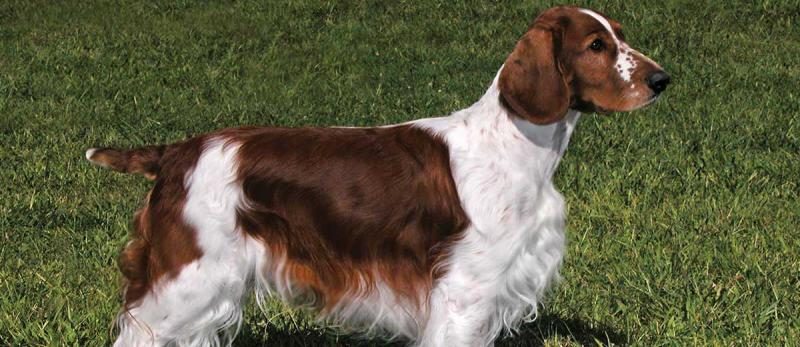 welsh-springer-spaniel-card-large-8362253