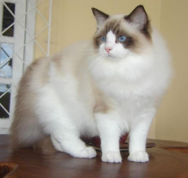 800px-ragdoll_from_gatil_ragbelas-3872921