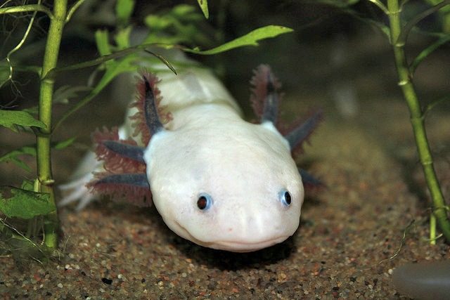 axolotl_main-8524858