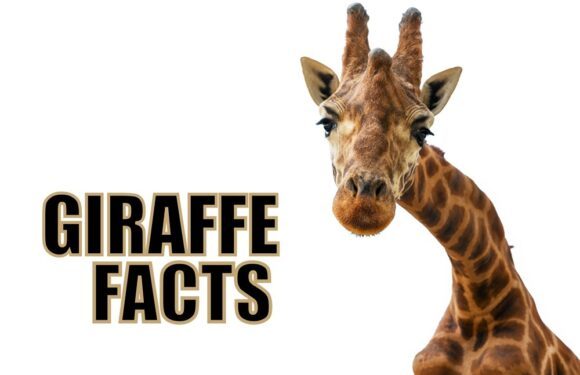 giraffefacts4-580x375-5034590