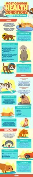 most-common-health-conditions-in-dogs-to-look-out-for-1-scaled-6862387