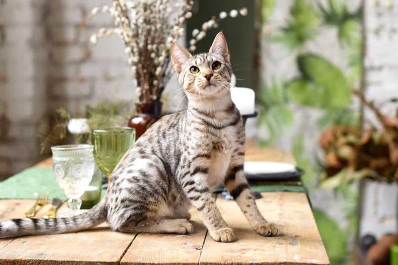 savannah-cat-price-and-expenses-how-much-does-a-savannah-kitten-cost-6379085