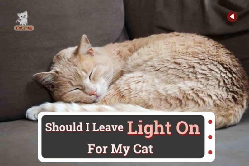 should-i-leave-a-light-on-for-my-cat-1024x683-2963539