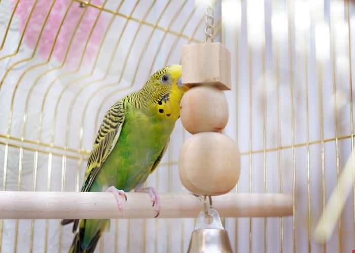 toys-for-a-pet-bird-1388858