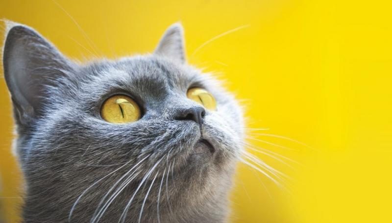 gray-cat-background-yellow-eyes-1024x585-1669206