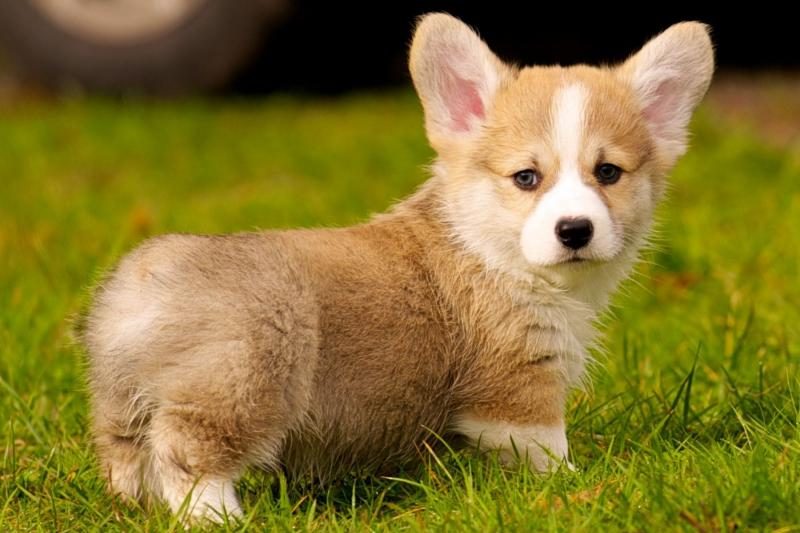 how-to-buy-a-corgi-the-ultimate-guide-6290518