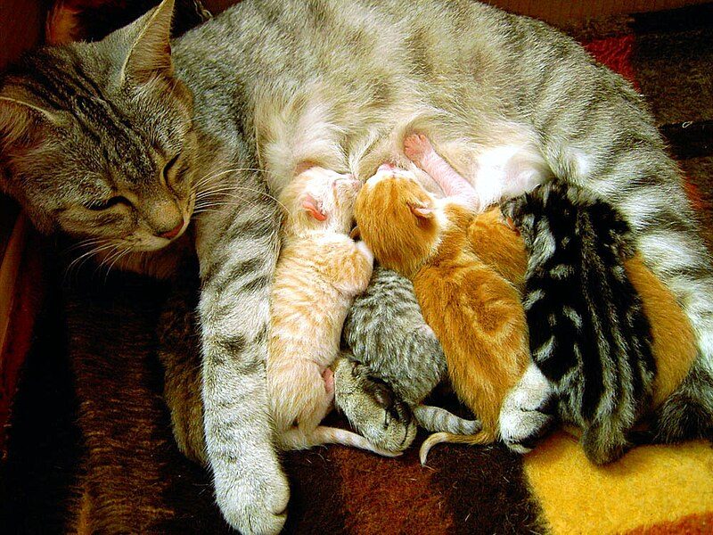 800px-charline_the_cat_and_her_kittens-3372358
