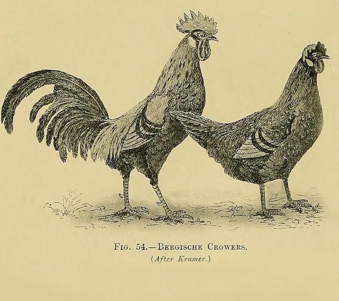 800px-edward_brown_races_of_domestic_poultry-9472184