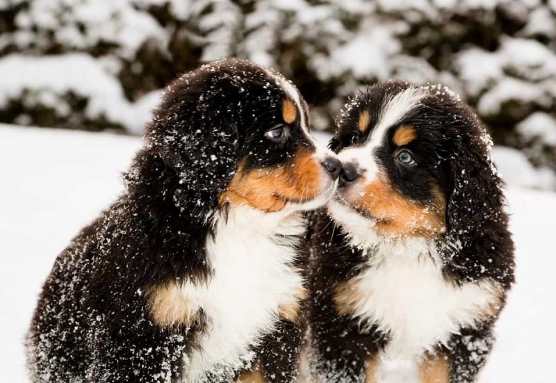 bernese-mountain-dog-male-vs-female-6848028