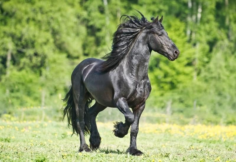 friesian4-1-3204895