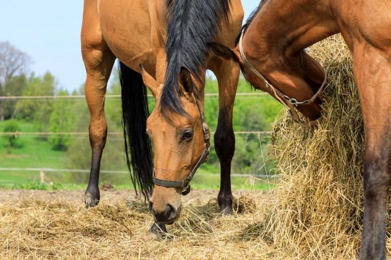 hay-selection-for-horses-4824364