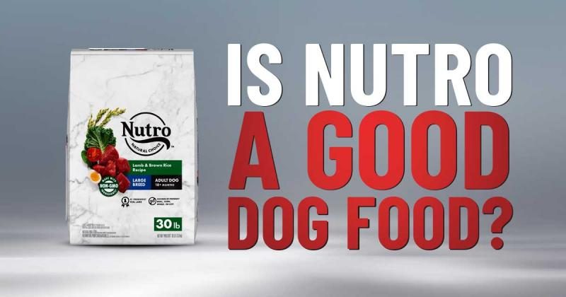 nutro-dog-food-reviews-1-9367304
