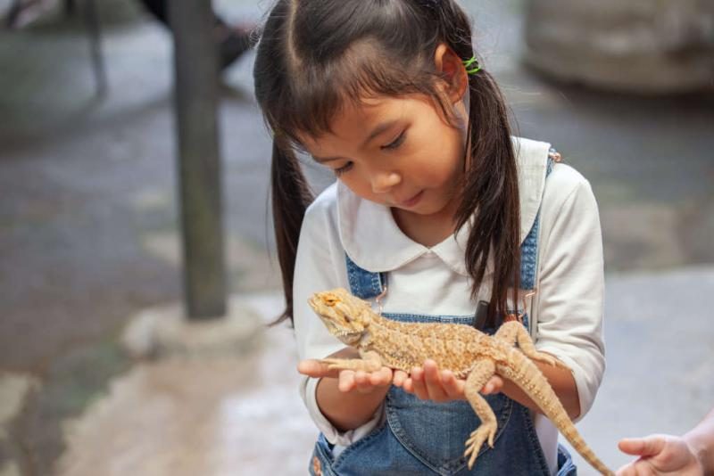 best-pets-for-kids-lizards-1-1-1024x683-9206737