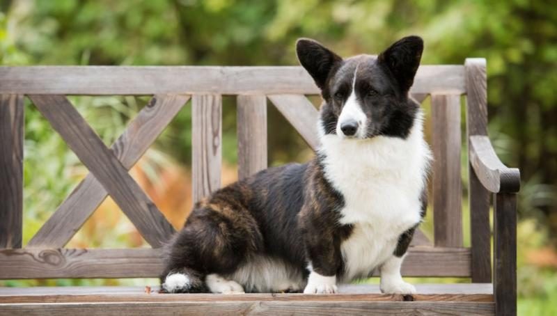 cardigan-welsh-corgi-1582225