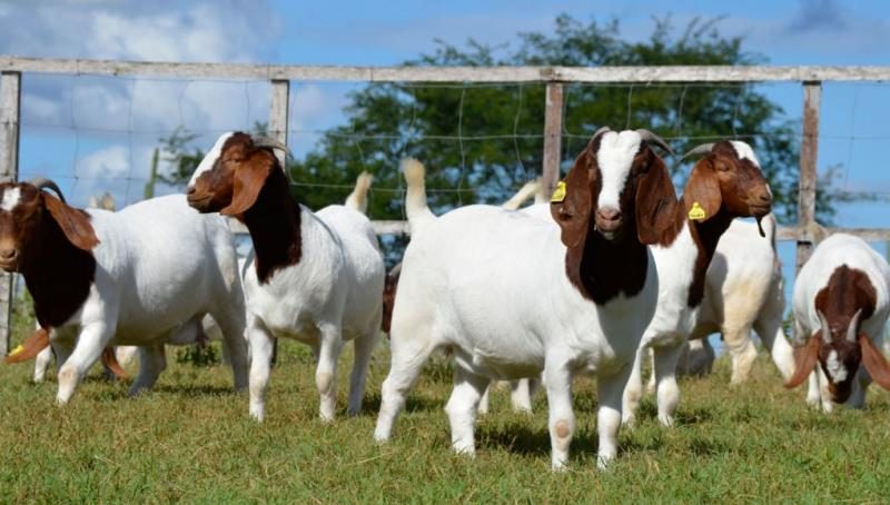 show-goat-breeds-7180172