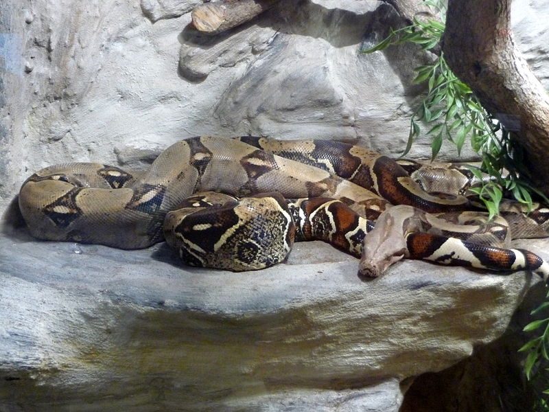 800px-boa_constrictor2c_vac588kovka2c_brno_28229-8928460