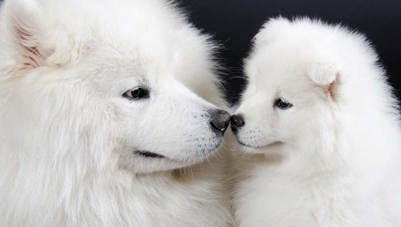 big-white-dog-breeds-4627629