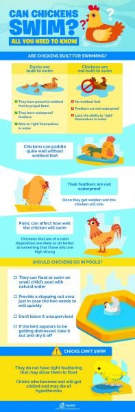 can-chickens-swim-all-you-need-to-know-1-scaled-1607774